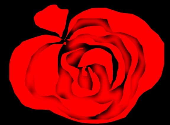 The rose
