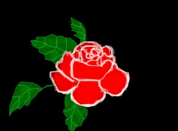 red rose