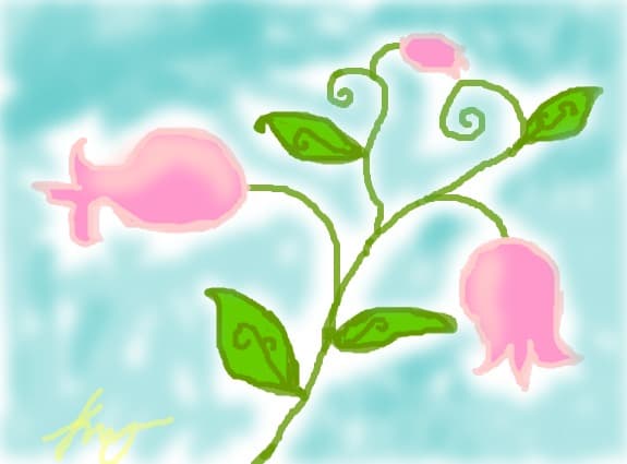Flori