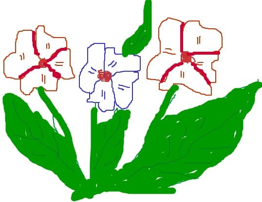 flori