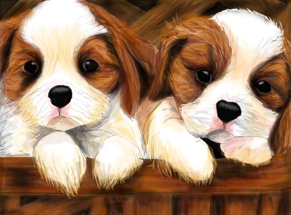 cute dogs