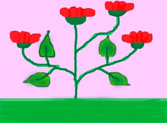 flori