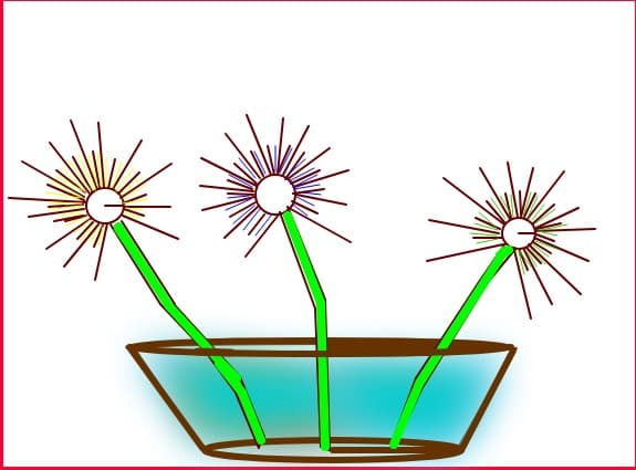 FLORILE VIITORULUI