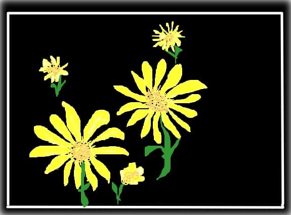 flori de camp