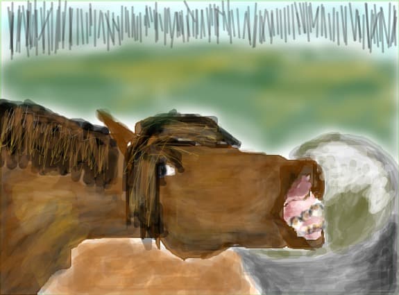 crazy horse