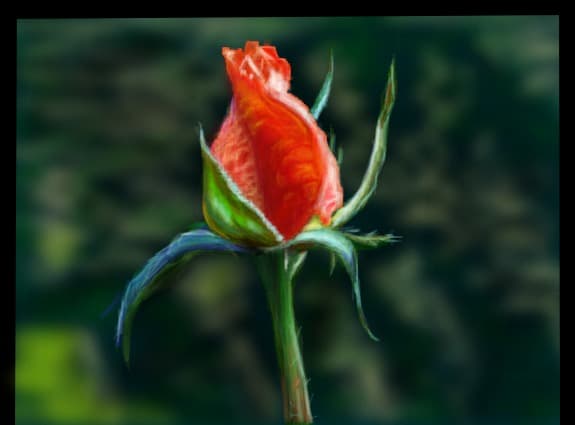 rose