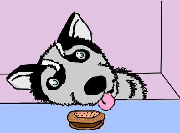 Un husky dragutz