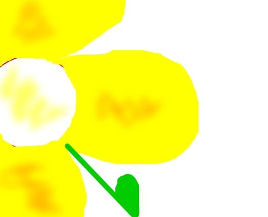 FLOARE