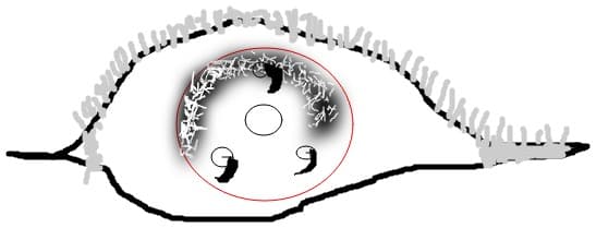 sasuke.s sharingan