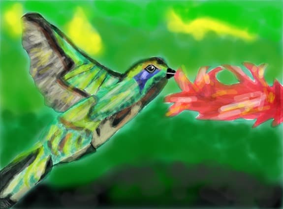 ...colibri...