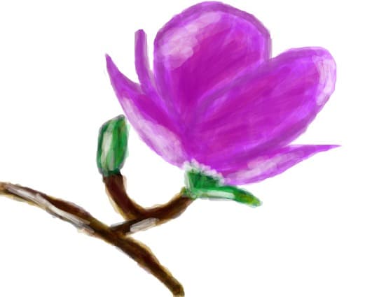 magnolie