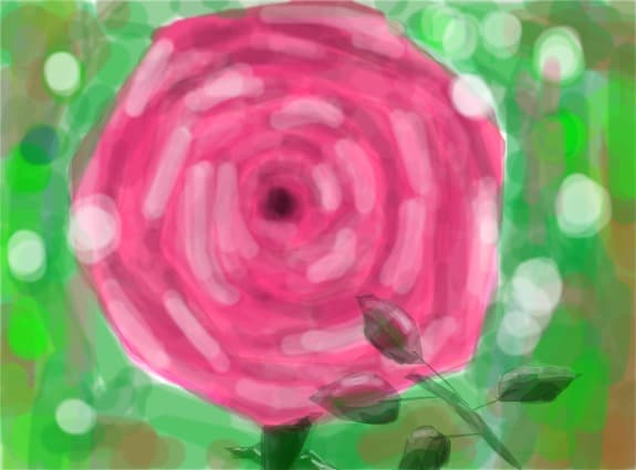 pink rose