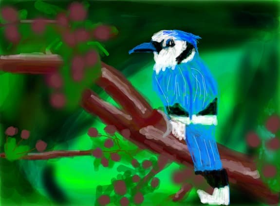 blue jay