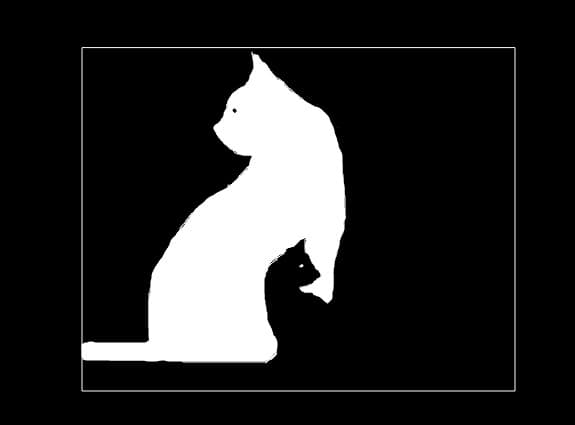 cats black and white