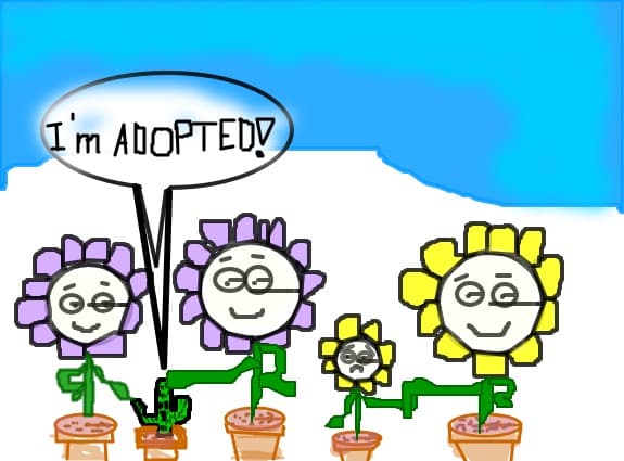 flowers