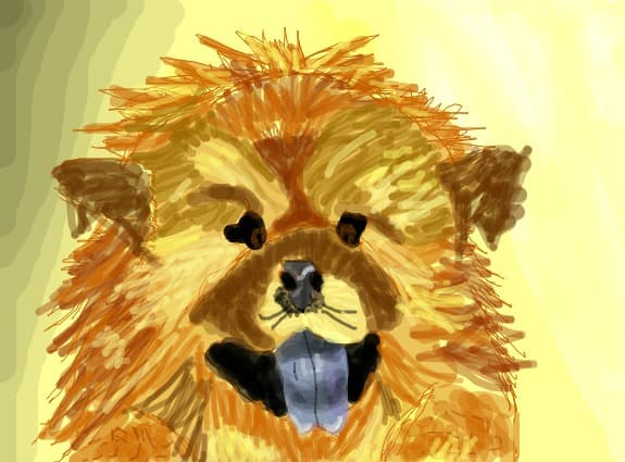 chow chow