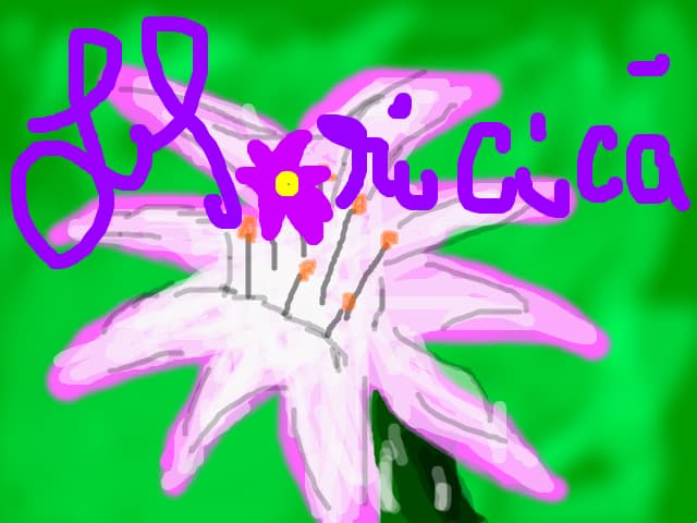 o floare