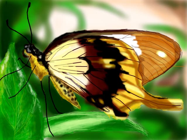 Butterfly