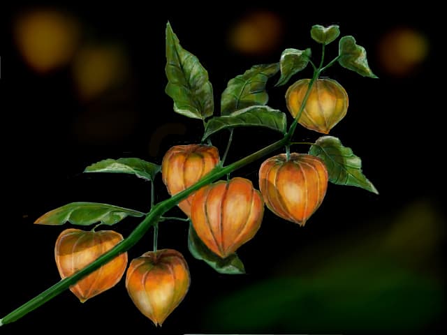 physalis (papalau)
