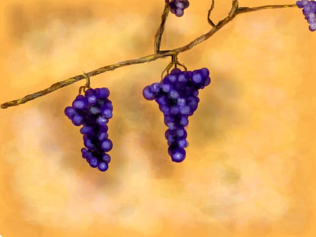 still-life