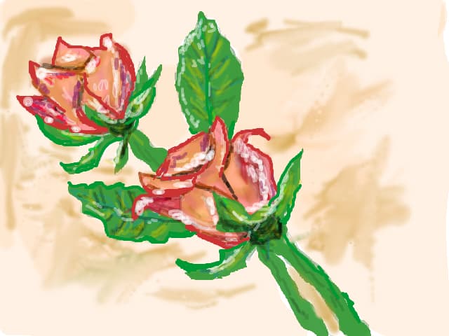 rosse
