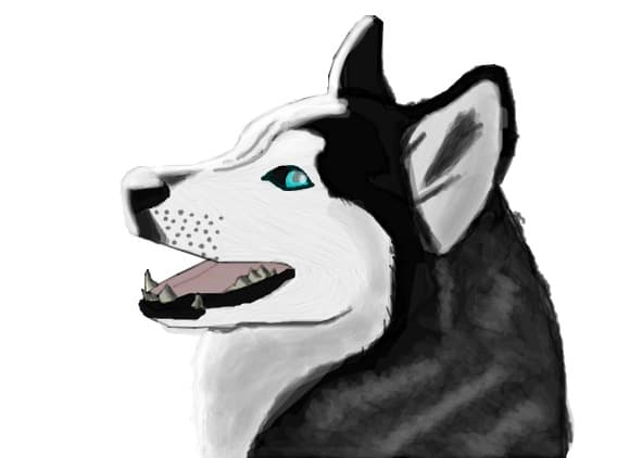 Husky