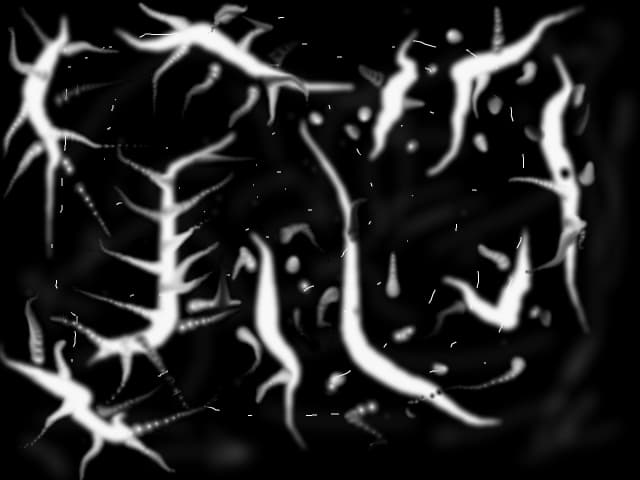 neobisnuit