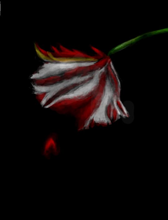tulip