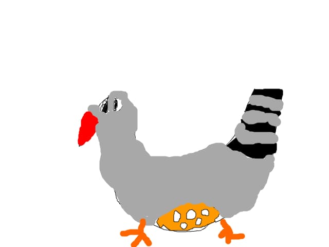 baiat zebra