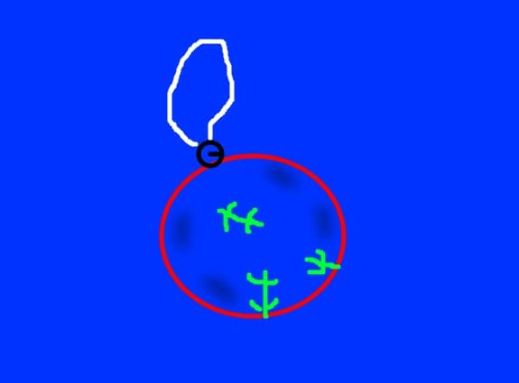 Globuletu