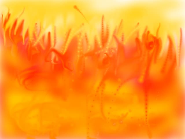 foc
