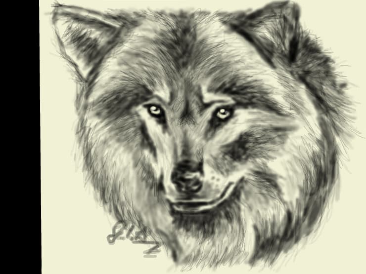 Wolf