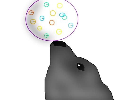 foca la circ