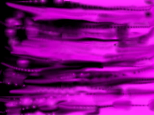 pink vs. black