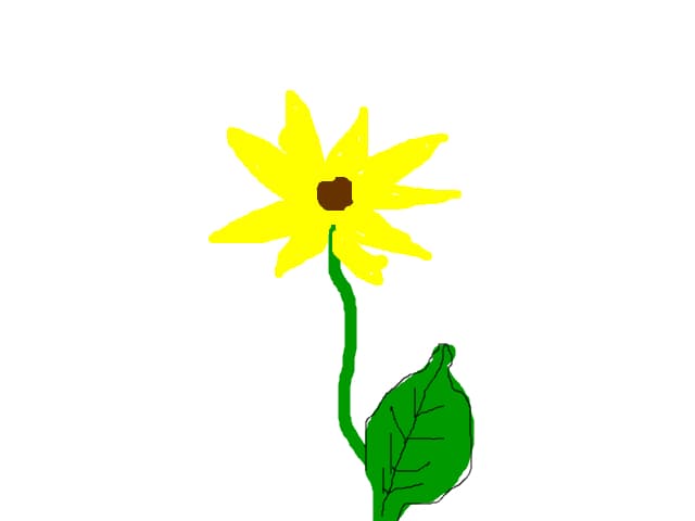 FLOAREA SOARELUI