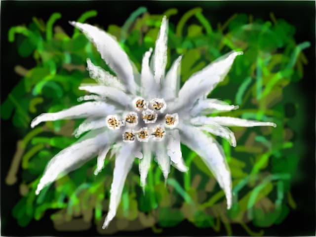 edelweiss