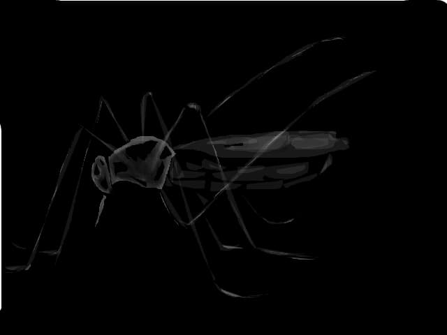 insecta