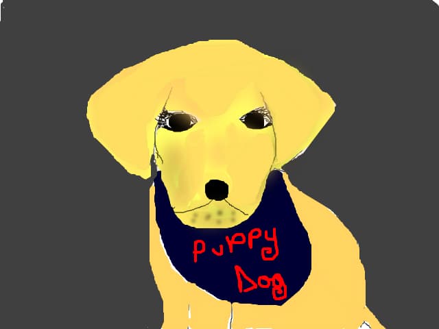 labrador