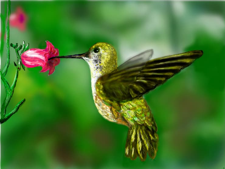 Colibri
