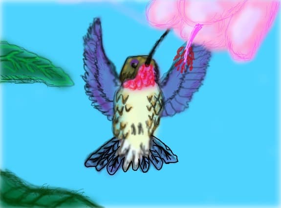 colibri