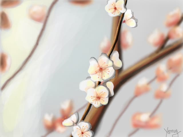 Apricot flowers