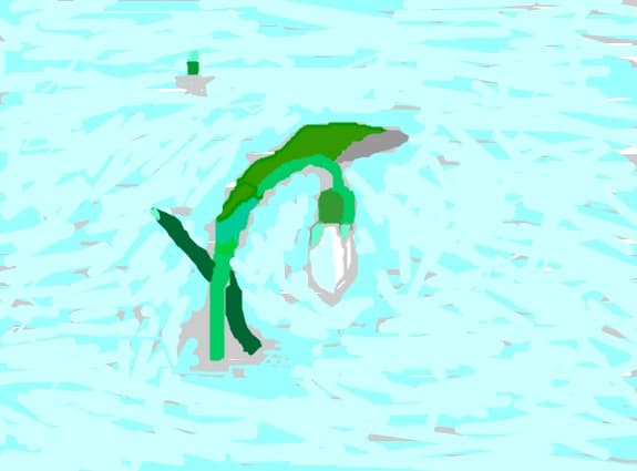 Snowdrop