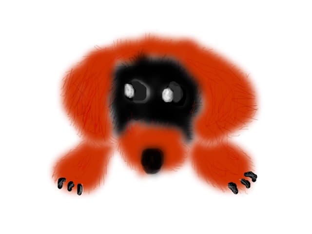 Catelus