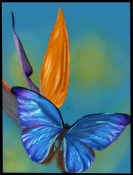morpho butterfly
