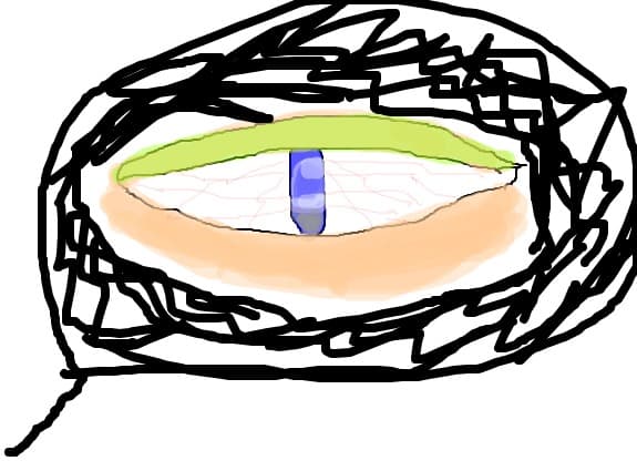 ochi