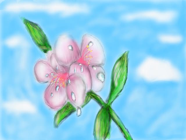 Flori