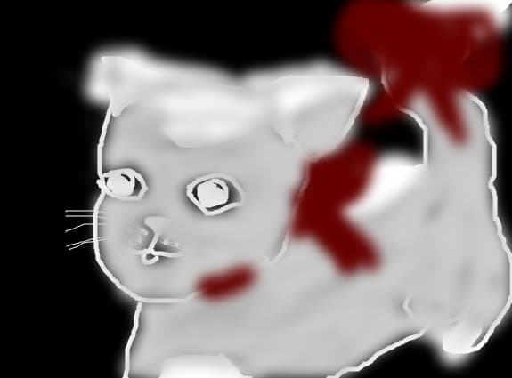cat