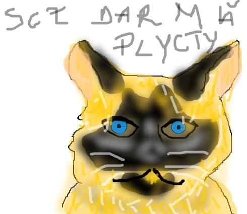 pisica