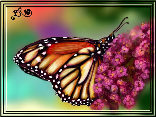 Butterfly