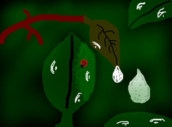 natura dupa ploaie
